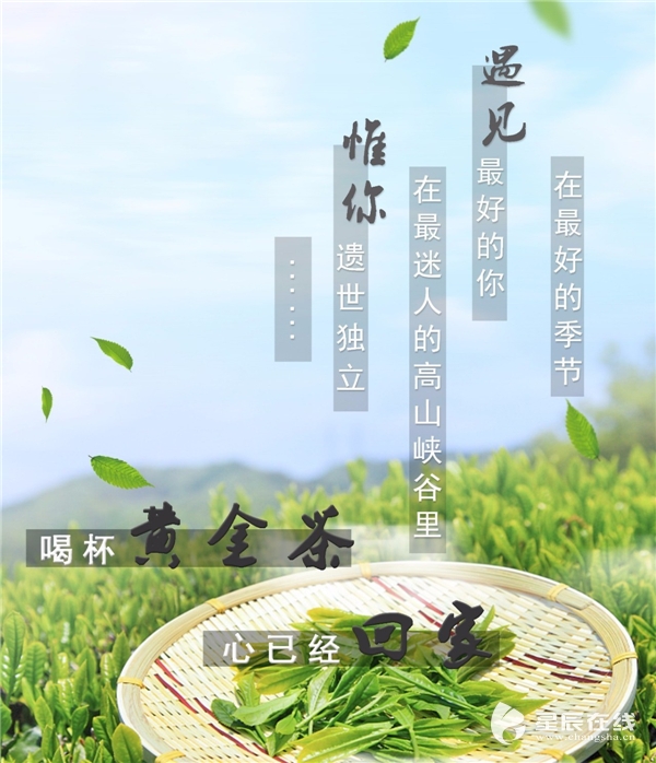 "湘西黄金茶"第四届品茶节完美落幕!名人专家齐刷刷为湘西黄金茶点赞!