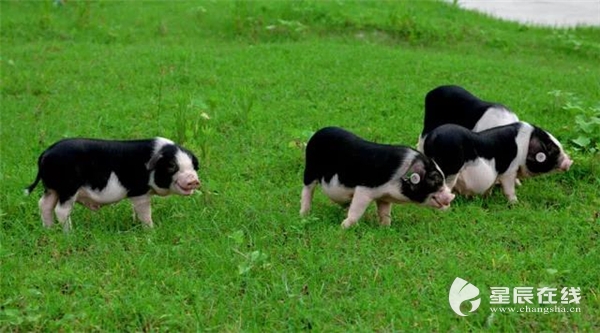 世间色彩如何变幻不定,黑和白始终是最百看不厌的,宁乡花猪的黑白肤色