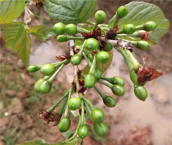 赏樱季即将来临!不出家门,春日赏樱全攻略!